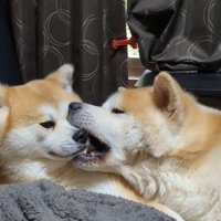 ひめちゃん＆まろ君2