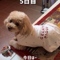 振り向く犬