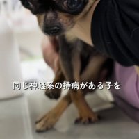 スタッフに体を支えられる黒い犬