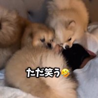 もみくちゃにされるパパ