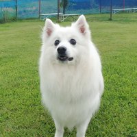 ふわふわ