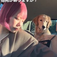 飼い主の動きを視線で追う