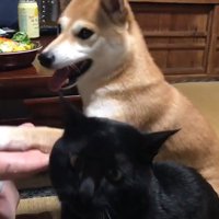 「2匹分芸をするから、おやつ多くちょうだい♪」