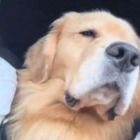 車の中で寂しそうな表情を浮かべる犬