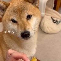 焼き芋を持つ飼い主を見つめる犬
