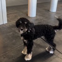 フランくんとママさんの再会8