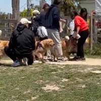 迷子になる犬