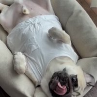 寝転びながら鼻を舐める犬