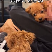 雲ちゃんを抱っこしてみたら？