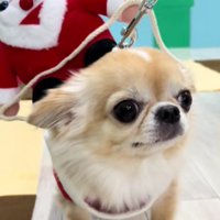 クリスマスをお祝い