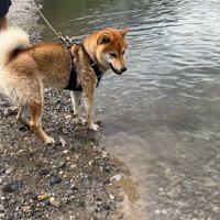 「あれ、もしかして僕って泳げるの？」