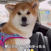 ドライブ中のひなちゃんの変化6