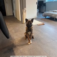 広い部屋で座る子犬