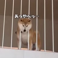 柵の間から頭を抜こうと後ずさる犬
