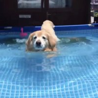 プールに入る犬2