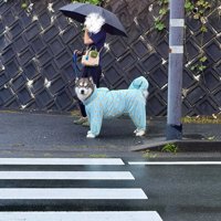 信号待ち