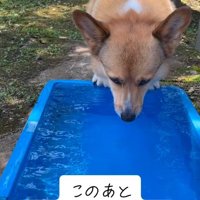 入水しようとするぷりんちゃん