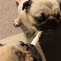 食べ物の取り合いをする小型犬たち