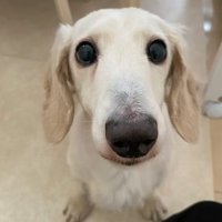 ある家族の元に迎えられた