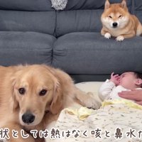 2匹とも心配そうに寄り添う