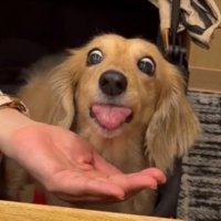 舌