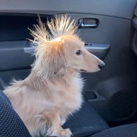 窓の外を見るまろんちゃん