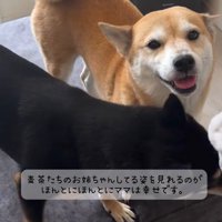笑顔でカメラを見つめる茶色い犬