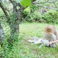 木々の下でごろごろする犬