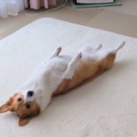 前足