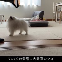 リュックを出したら…