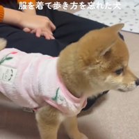 ふたたび固まる小雪ちゃん