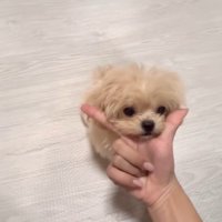 芸を披露するみるくちゃん3