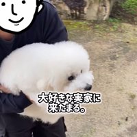 女性の声を聞いて身を乗り出す犬