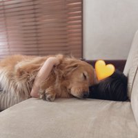 添い寝する犬