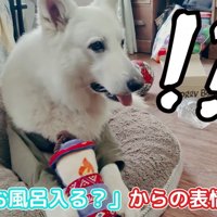 BJ くんに「お風呂入る？」と聞いたら5
