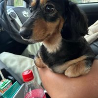 外を見る犬