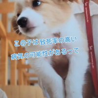 出会った時のベルちゃん