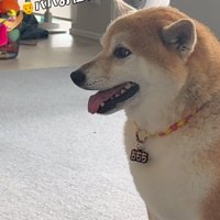 飼い主から今日は仕事だと聞かされた柴犬