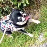 植え込みのすぐ横を歩く小さな犬