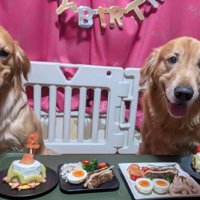 テーブルの前に並ぶ2匹の犬