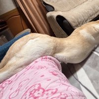 ソファから滑り落ちる犬3