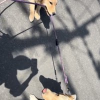 ラブラドールの綱をくわえて引っ張るゴールデン