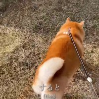 いつもの道を進むと…