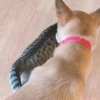 猫の後ろを歩く犬
