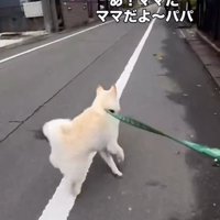 走る犬