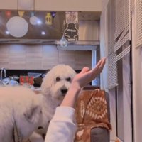 手を見つめる犬