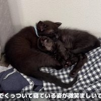 2匹の子猫を保護