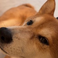 甘える柴犬