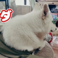 BJ くんに「お風呂入る？」と聞いたら⑩