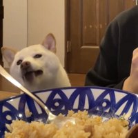 食卓を見つめる犬